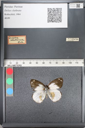 Media type: image;   Entomology 130239